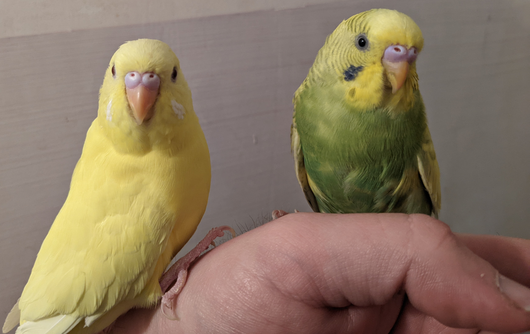 yellow hen and green cock budgies